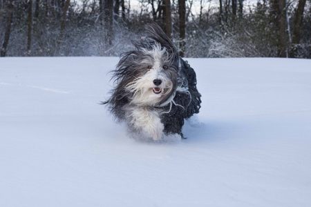 Beardie running in the snow.